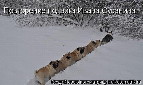Котоматрица: Повторение подвига Ивана Сусанина
