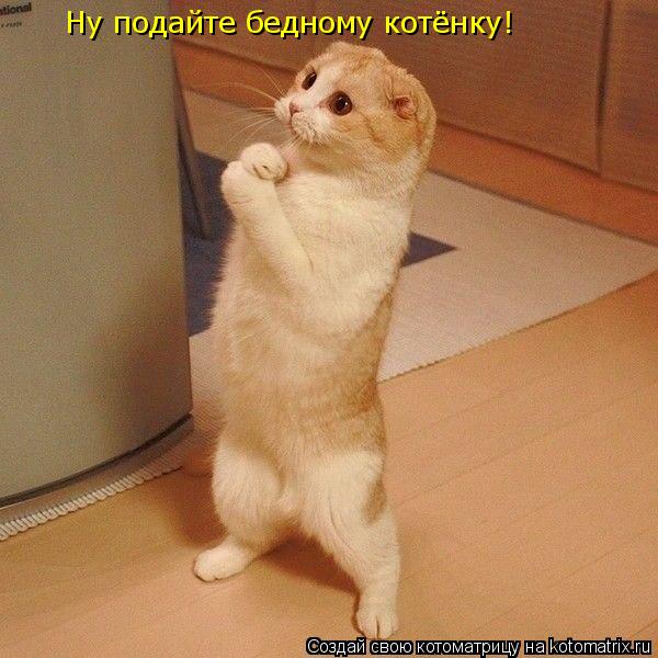Котоматрица: Ну подайте бедному котёнку!