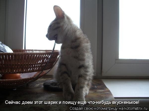 Котоматрица: Сейчас доем этот шарик и поищу еще что-нибудь вкусненькое!