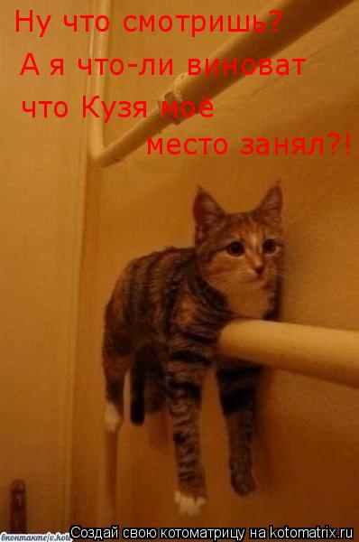 Котоматрица: Ну что смотришь? А я что-ли виноват  что Кузя моё  место занял?!