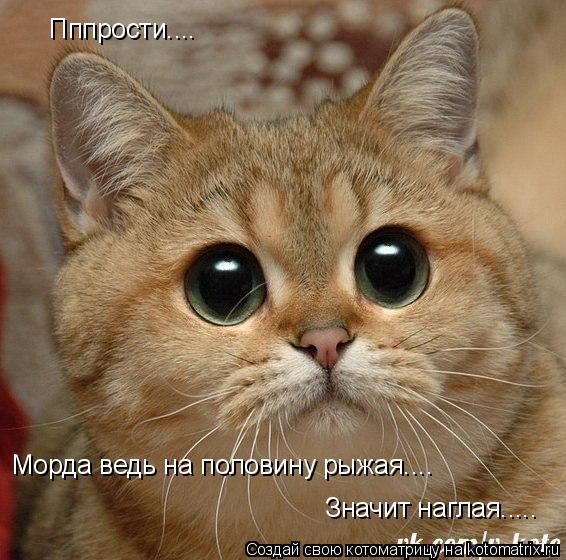 Котоматрица: Пппрости.... Морда ведь на половину рыжая.... Значит наглая.....