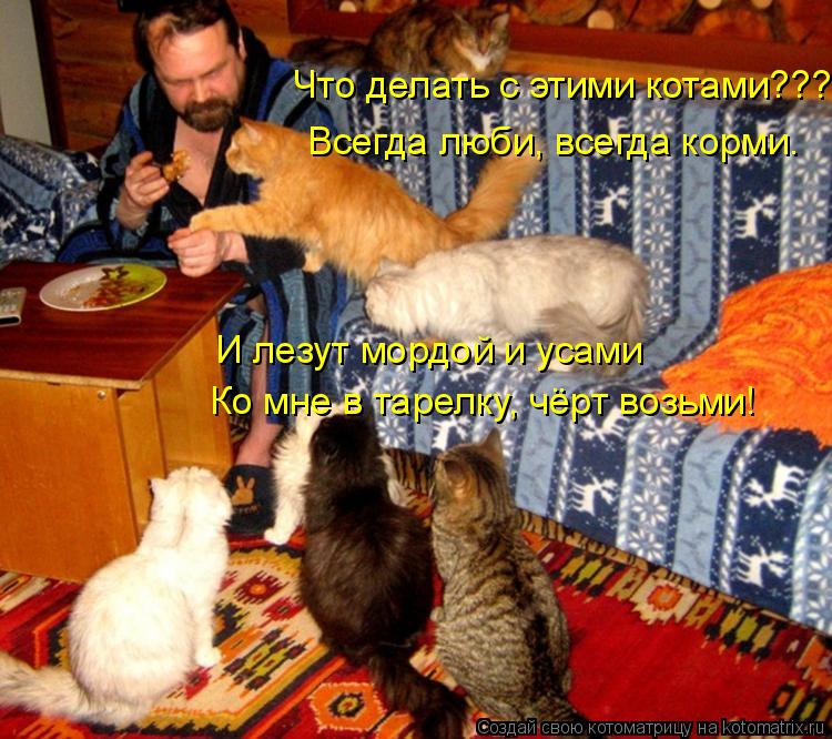 Что делать с этими котами??? Всегда люби, всегда корми. И лезут мордой и усами Ко мне в тарелку, чёрт... Котоматрица: Что делать с этими котами??? Всегда люби, всегда корми. И лезут мордой и усами Ко мне в тарелку, чёрт возьми!