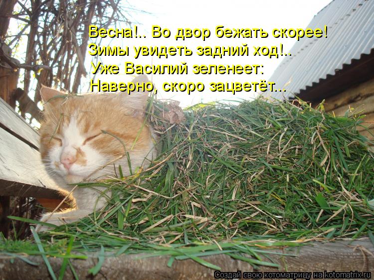 Котоматрица: Весна!.. Во двор бежать скорее! Зимы увидеть задний ход!.. Наверно, скоро зацветёт... Уже Василий зеленеет: