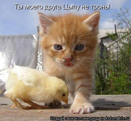 Ты моего друга Цыпу не тронь!... Котоматрица: Ты моего друга Цыпу не тронь!