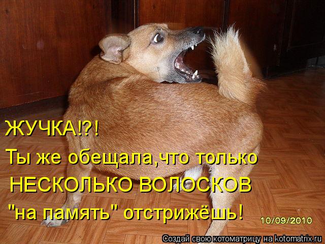ЖУЧКА!?! Ты же обещала,что только НЕСКОЛЬКО ВОЛОСКОВ "на память" отстрижёшь!... Котоматрица: ЖУЧКА!?! Ты же обещала,что только НЕСКОЛЬКО ВОЛОСКОВ "на память" отстрижёшь!
