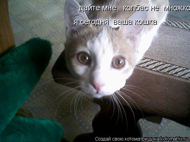 дайте мне колбас не множко я сегодня ваша кошка я сегодня ваша кошка... Котоматрица: дайте мне колбас не множко я сегодня ваша кошка я сегодня ваша кошка