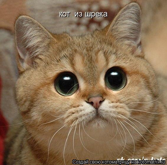 кот из шрека... Котоматрица: кот из шрека