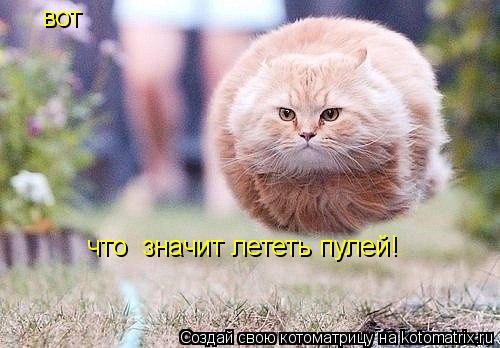 вот что значит лететь пулей!... Котоматрица: вот что значит лететь пулей!