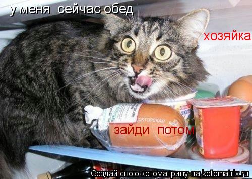 у меня сейчас обед хозяйка зайди потом... Котоматрица: у меня сейчас обед хозяйка зайди потом