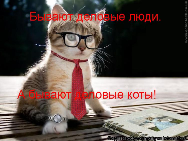 Бывают деловые люди. А бывают деловые коты!... Котоматрица: Бывают деловые люди. А бывают деловые коты!
