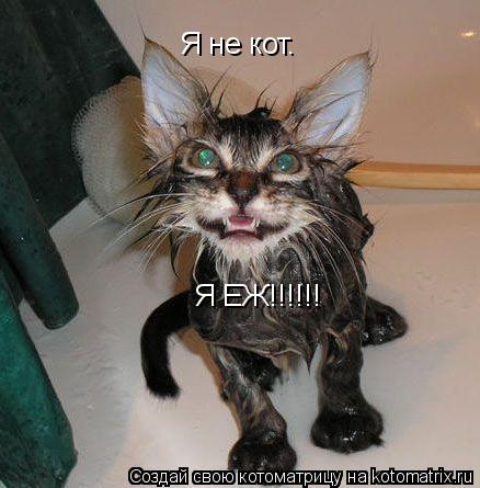 Я не кот. Я ЕЖ!!!!!!... Котоматрица: Я не кот. Я ЕЖ!!!!!!