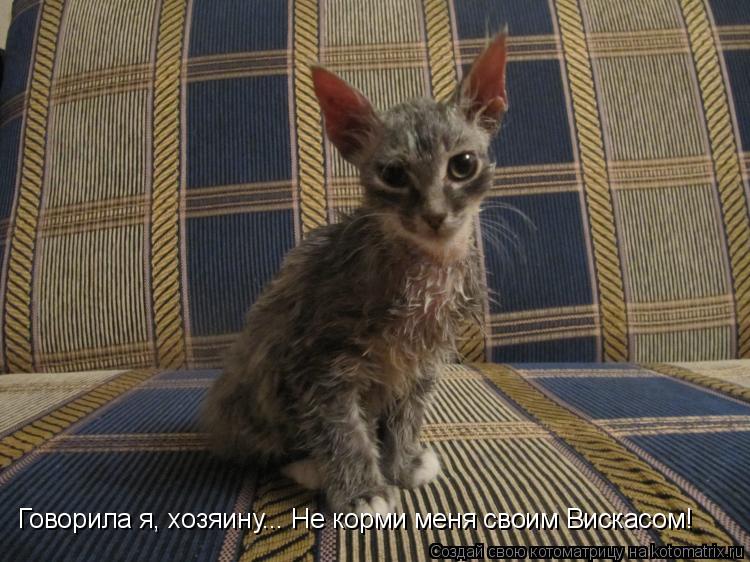 Говорила я, хозяину... Не корми меня своим Вискасом!... Котоматрица: Говорила я, хозяину... Не корми меня своим Вискасом!