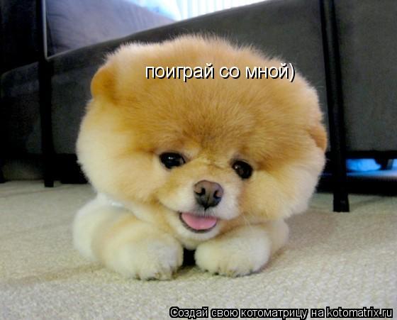 поиграй со мной)... Котоматрица: поиграй со мной)
