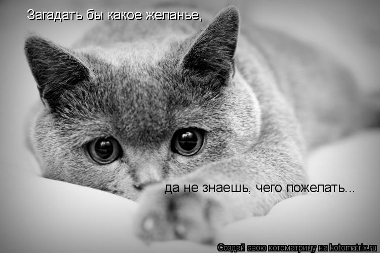 Загадать бы какое желанье, да не знаешь, чего пожелать...... Котоматрица: Загадать бы какое желанье, да не знаешь, чего пожелать...