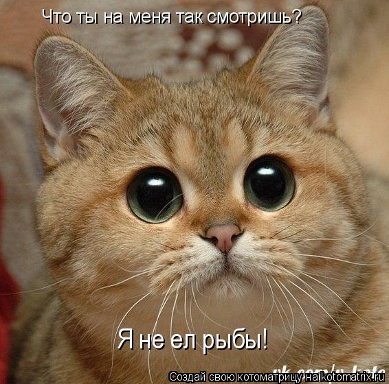 Что ты на меня так смотришь? Я не ел рыбы!... Котоматрица: Что ты на меня так смотришь? Я не ел рыбы!