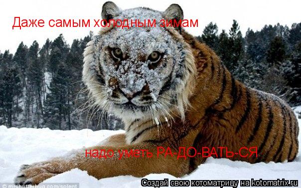 Даже самым холодным зимам надо уметь РА-ДО-ВАТЬ-СЯ... Котоматрица: Даже самым холодным зимам надо уметь РА-ДО-ВАТЬ-СЯ