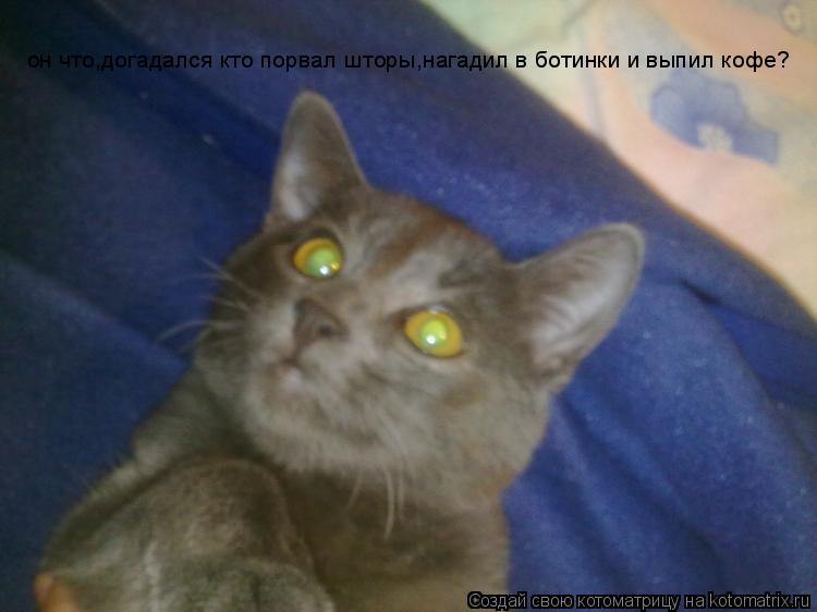 он что,догадался кто порвал шторы,нагадил в ботинки и выпил кофе?... Котоматрица: он что,догадался кто порвал шторы,нагадил в ботинки и выпил кофе?