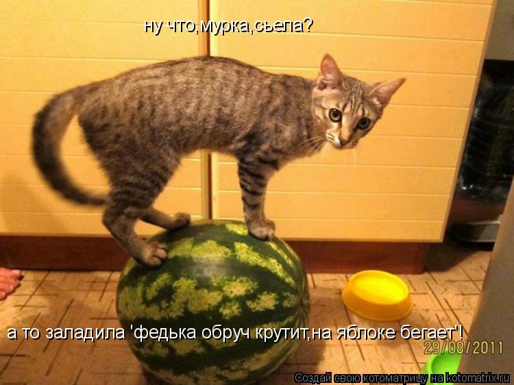 ну что,мурка,сьела? а то заладила 'федька обруч крутит,на яблоке бегает'!... Котоматрица: ну что,мурка,сьела? а то заладила 'федька обруч крутит,на яблоке бегает'!