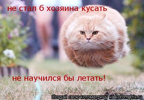 не стал б хозяина кусать не научился бы летать!... Котоматрица: не стал б хозяина кусать не научился бы летать!