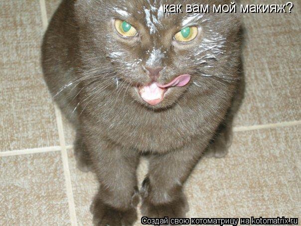 как вам мой макияж?... Котоматрица: как вам мой макияж?