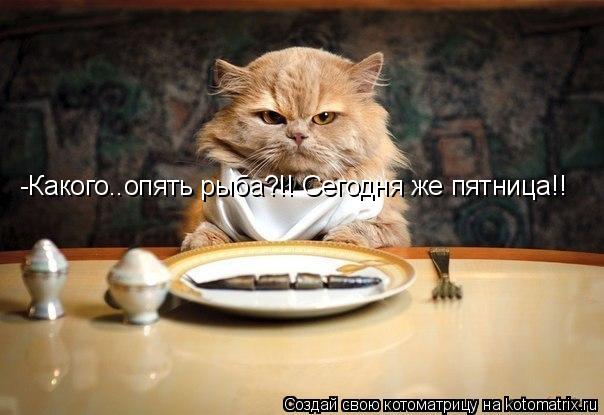 -Какого..опять рыба?!! Сегодня же пятница!!... Котоматрица: -Какого..опять рыба?!! Сегодня же пятница!!