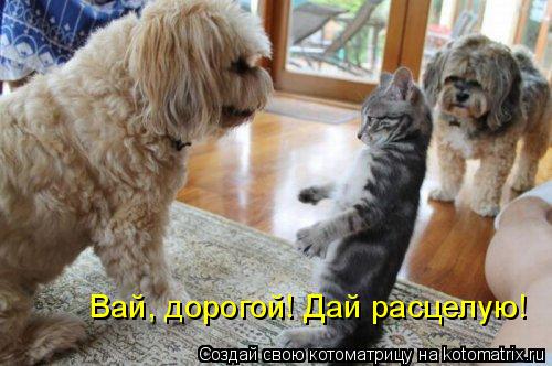 Котоматрица: Вай, дорогой! Дай расцелую!
