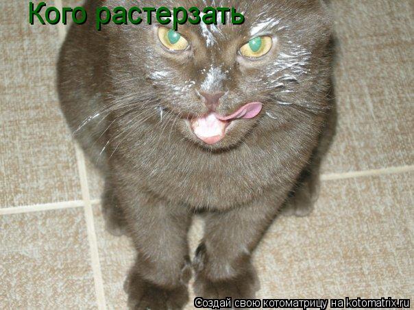 Кого растерзать... Котоматрица: Кого растерзать