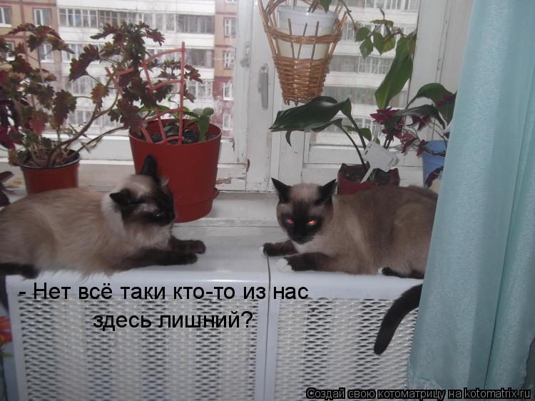- Нет всё таки кто-то из нас здесь лишний?... Котоматрица: - Нет всё таки кто-то из нас здесь лишний?