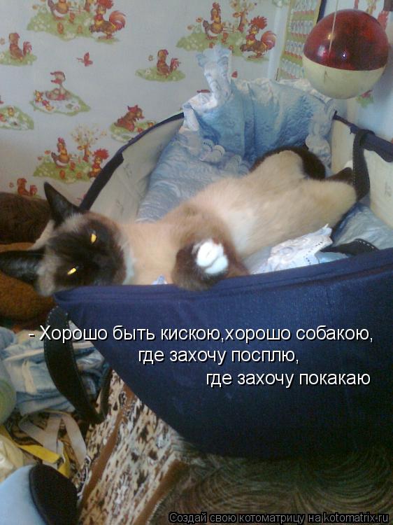 - Хорошо быть кискою,хорошо собакою, где захочу посплю, где захочу покакаю... Котоматрица: - Хорошо быть кискою,хорошо собакою, где захочу посплю, где захочу покакаю