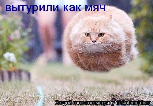 вытурили как мяч... Котоматрица: вытурили как мяч