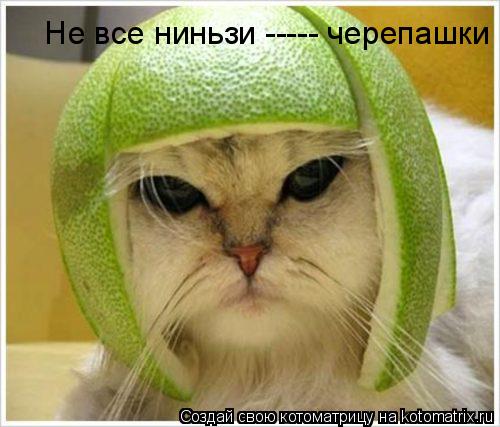 Не все ниньзи ----- черепашки... Котоматрица: Не все ниньзи ----- черепашки