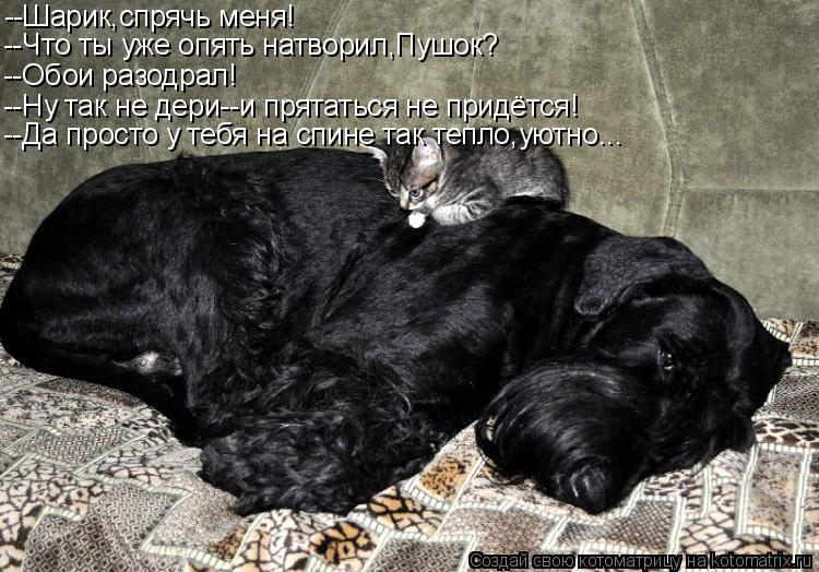 --Шарик,спрячь меня! --Что ты уже опять натворил,Пушок? --Обои разодрал! --Ну так не дери--и прятатьс... Котоматрица: --Шарик,спрячь меня! --Что ты уже опять натворил,Пушок? --Обои разодрал! --Ну так не дери--и прятаться не придётся! --Да просто у тебя на спине так