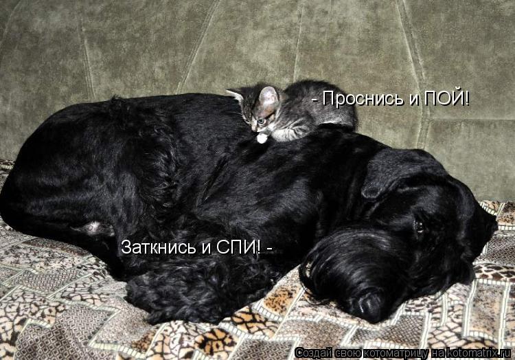 - Проснись и ПОЙ! Заткнись и СПИ! -... Котоматрица: - Проснись и ПОЙ! Заткнись и СПИ! -