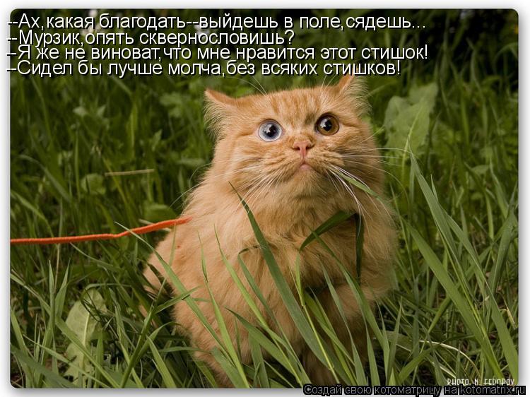 --Ах,какая благодать--выйдешь в поле,сядешь... --Мурзик,опять сквернословишь? --Я же не виноват,что м... Котоматрица: --Ах,какая благодать--выйдешь в поле,сядешь... --Мурзик,опять сквернословишь? --Я же не виноват,что мне нравится этот стишок! --Сидел бы лучше мо