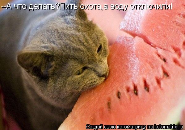 --А что делать?Пить охота,а воду отключили!... Котоматрица: --А что делать?Пить охота,а воду отключили!