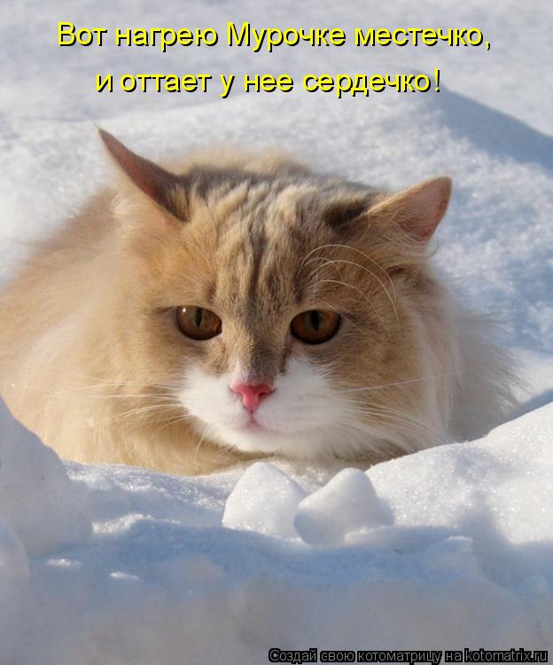 Вот нагрею Мурочке местечко, и оттает у нее сердечко!... Котоматрица: Вот нагрею Мурочке местечко, и оттает у нее сердечко!
