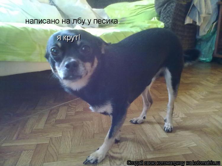 я крут! написано на лбу у песика... Котоматрица: я крут! написано на лбу у песика