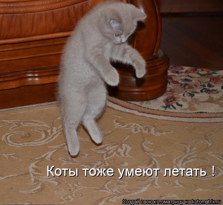 Котоматрица: Коты тоже умеют летать !