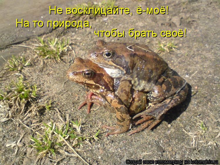 Котоматрица: Не восклицайте, ё-моё! На то природа, чтобы брать своё!