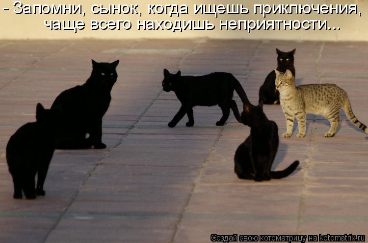 Котоматрица: - Запомни, сынок, когда ищешь приключения, чаще всего находишь неприятности...