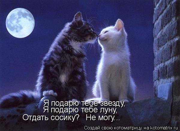Котоматрица: Я подарю тебе звезду, Я подарю тебе луну, Отдать сосику? Не могу...