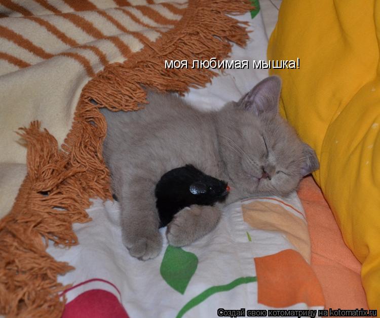 Котоматрица: моя любимая мышка!