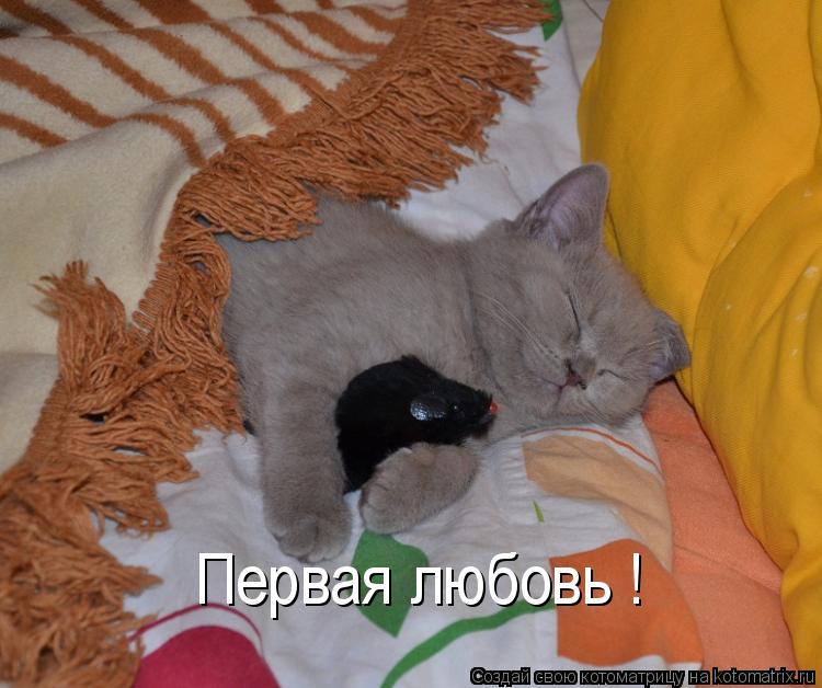Котоматрица: Первая любовь !