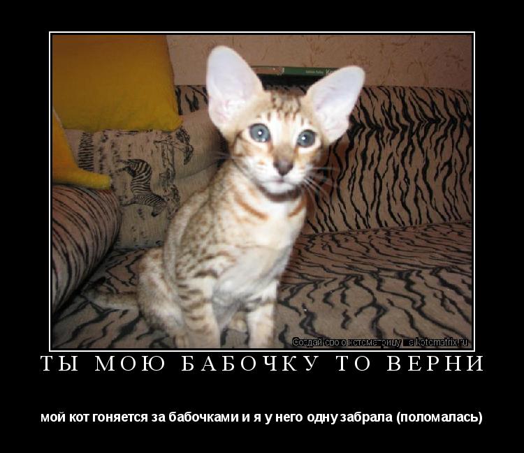 Котоматрица: ты мою бабочку то верни мой кот гоняется за бабочками и я у него одну забрала (поломалась)