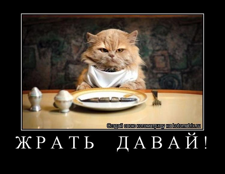 Котоматрица: жрать  давай! 