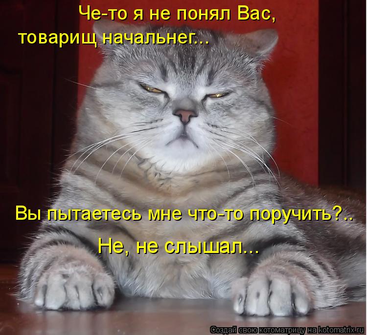 Че-то я не понял Вас, Не, не слышал... товарищ начальнег... Вы пытаетесь мне что-то поручить?..... Котоматрица: Че-то я не понял Вас, Не, не слышал... товарищ начальнег... Вы пытаетесь мне что-то поручить?..