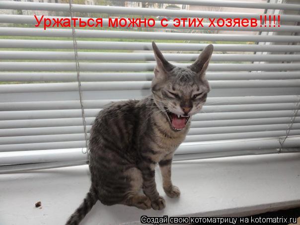 Уржаться можно с этих хозяев!!!!!... Котоматрица: Уржаться можно с этих хозяев!!!!!