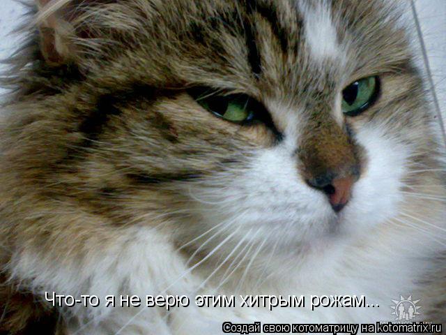 Что-то я не верю этим хитрым рожам...... Котоматрица: Что-то я не верю этим хитрым рожам...