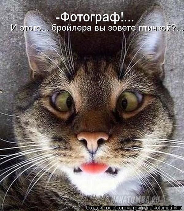 -Фотограф!... И этого... бройлера вы зовете птичкой?...... Котоматрица: -Фотограф!... И этого... бройлера вы зовете птичкой?...