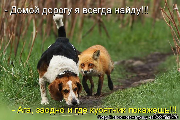 - Домой дорогу я всегда найду!!! - Ага, заодно и где курятник покажешь!!!... Котоматрица: - Домой дорогу я всегда найду!!! - Ага, заодно и где курятник покажешь!!!